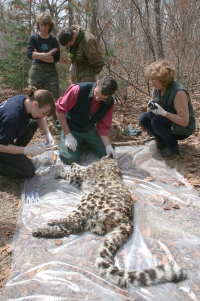 Saving the Amur Leopard, the World’s Most Endangered Big Cat